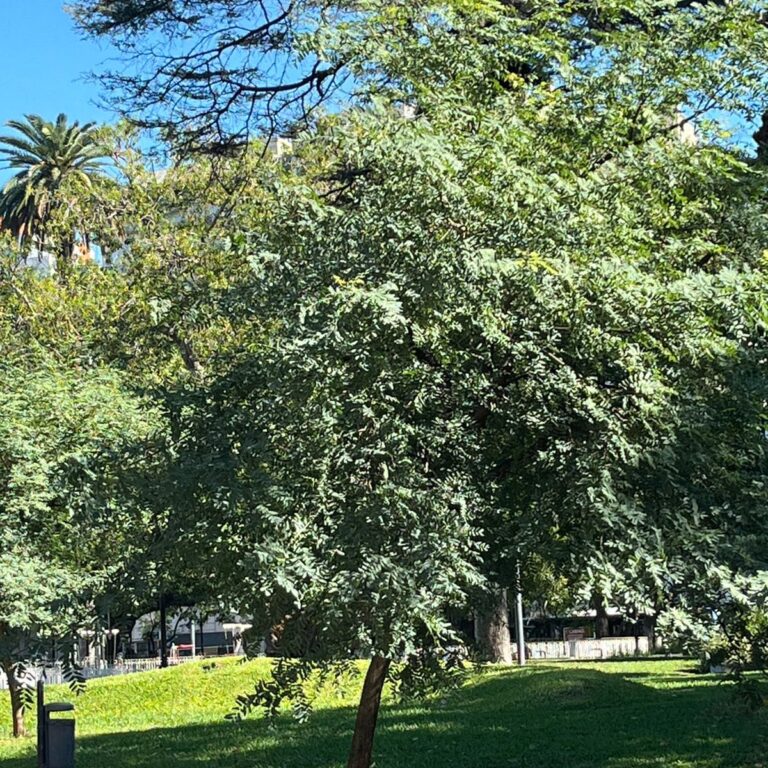 Nuestro árbol de Plaza Lavalle